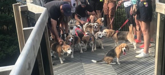 Beagle Walk - Highbrook Park, East Tamaki - Sunday, 22 June 2025
