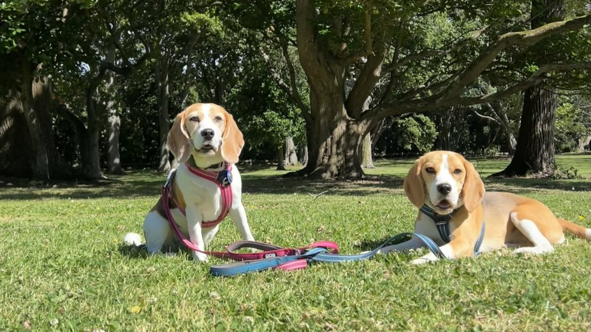 Beagle Walk - Orakei Basin, Central-East Auckland - Sunday, 9 August 2026