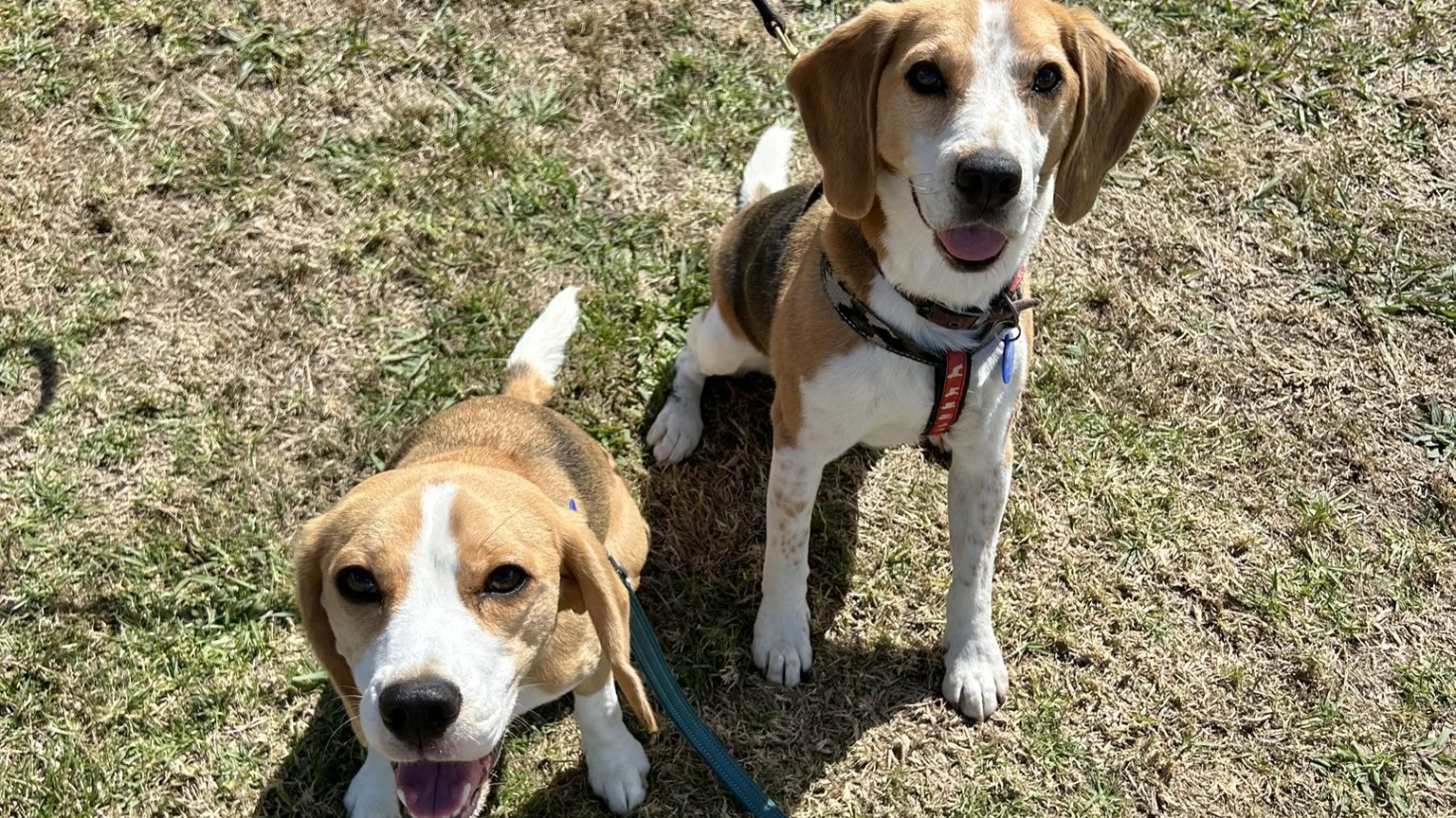 Beagle Walk - Kauri Glen Reserve, Northcote - Sunday, 16 March 2025 