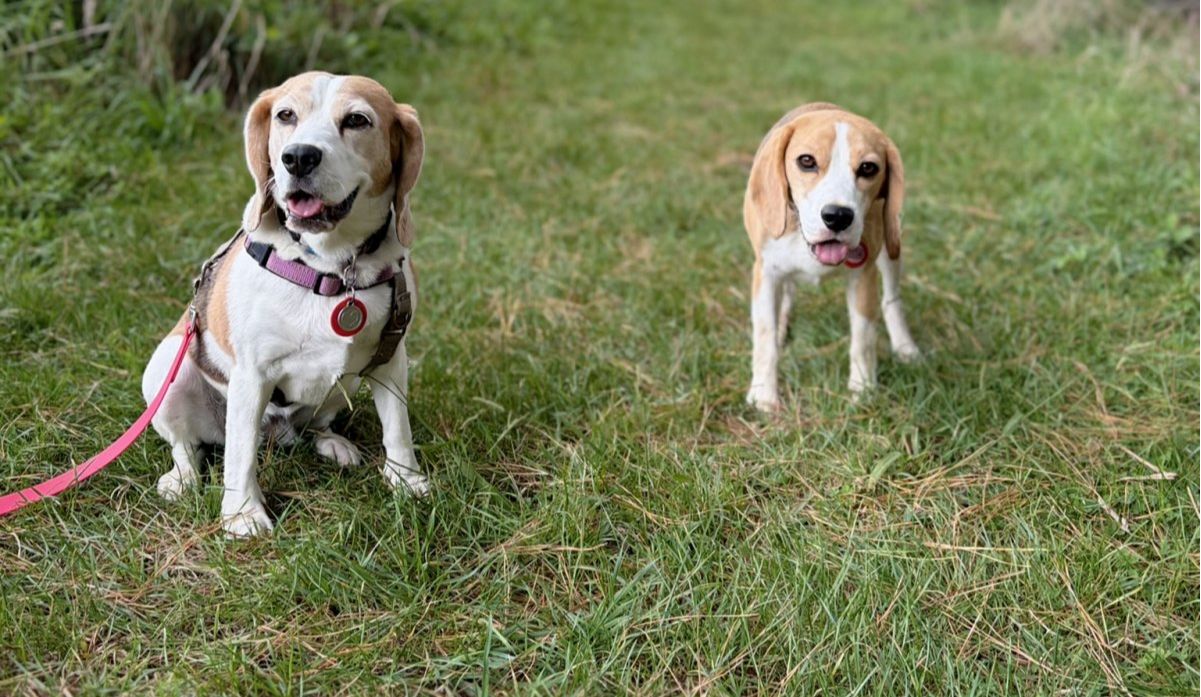 Beagle Walk - Western Park, Freemans Bay - Sunday, 17 May 2026 