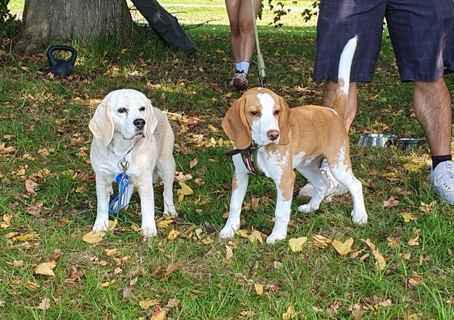 Beagle Walk - Onehunga Reserve, Onehunga - Sunday, 18 May 2025